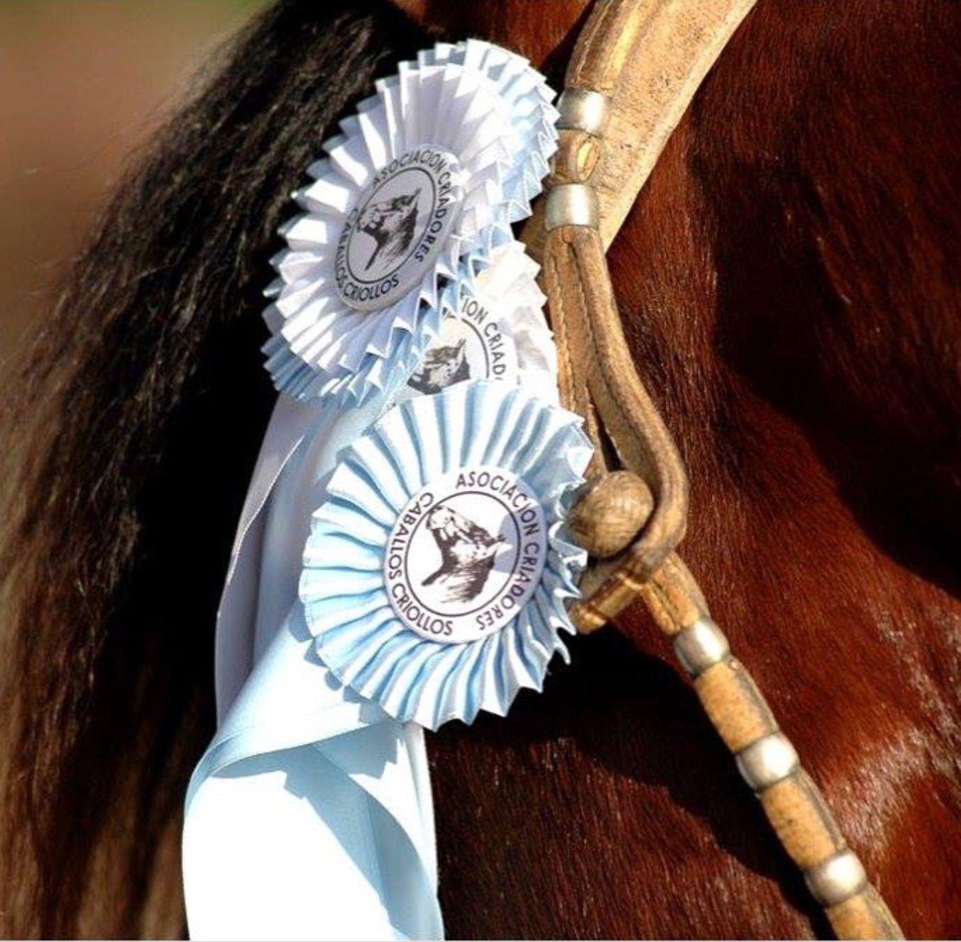 whatsapp image 2026 02 23 at 15.16.29