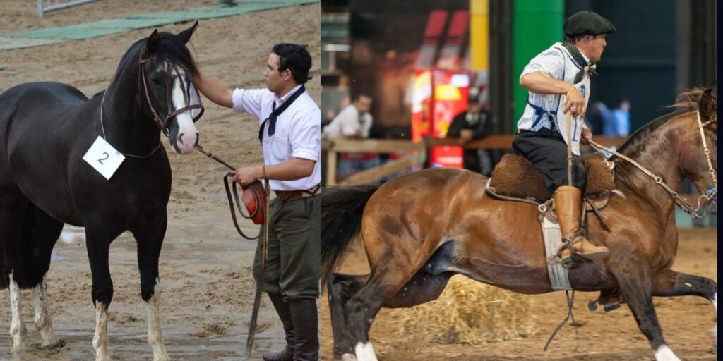 whatsapp image 2026 03 10 at 11.45.13 (1)